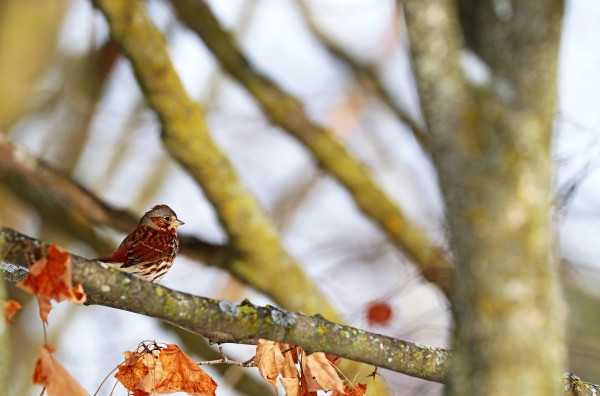 Fox Sparrow In Fall by Deb Oppermann